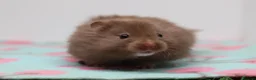 Hamster rodents for sale: Beautiful Syrian hamsters ready now  - Advert 4