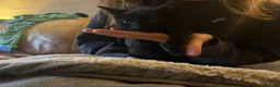 Mixed Breed cats for sale: 2 black males 8 weeks old - Advert 8
