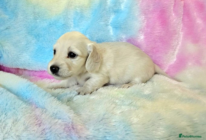 Miniature Dachshund dogs - Advert 1