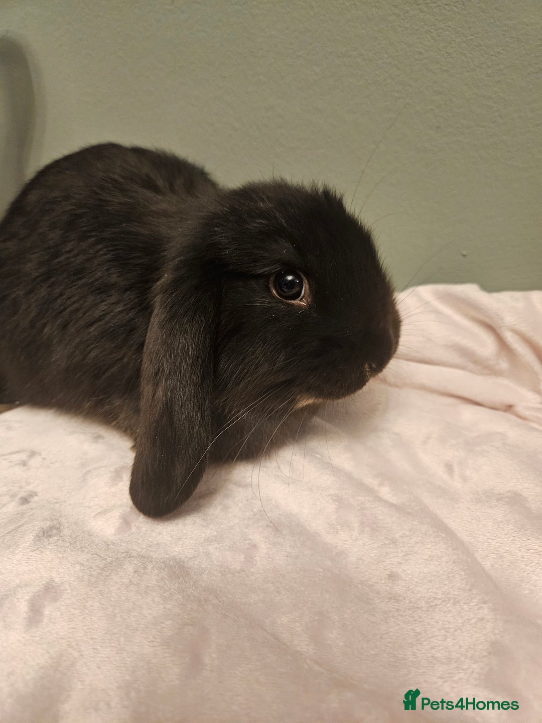 French Lop rabbits for sale: French lop ** last one left** - Advert 9