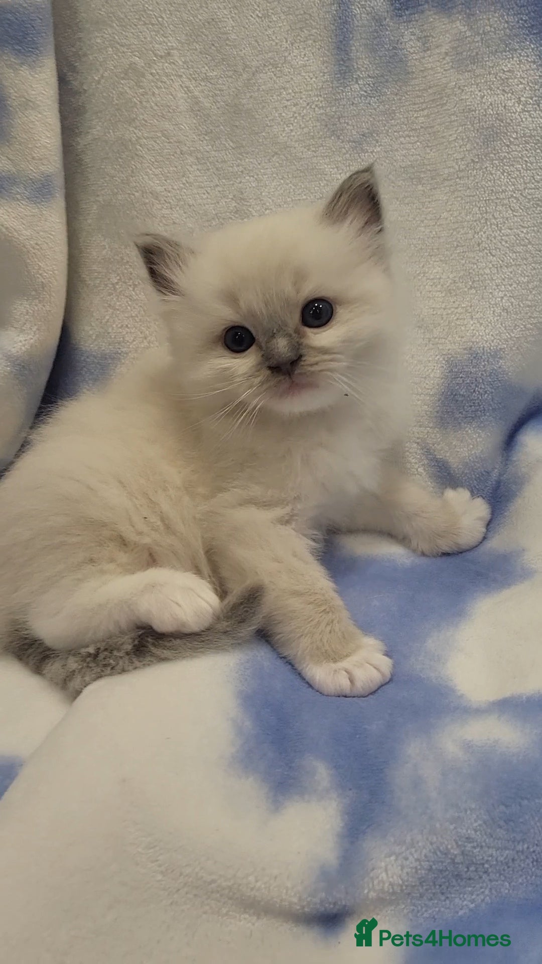 Ragdoll cats GCCF registered Males - Advert 2