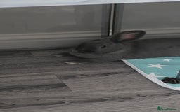 Rex rabbits for sale: 2 female rabbits - Image 4