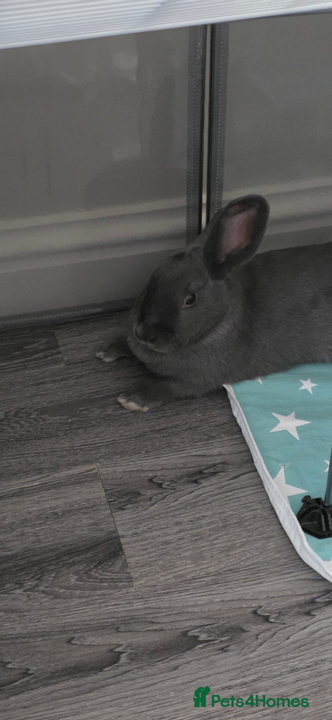 Rex rabbits for sale: 2 female rabbits - Image 4