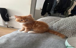 Scottish Fold cats for sale: Scottish fold/straight babies - Image 2