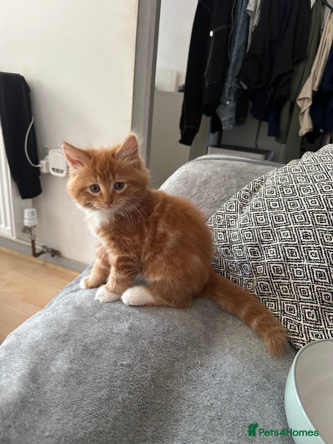 Scottish Fold cats for sale: Scottish fold/straight babies - Image 2