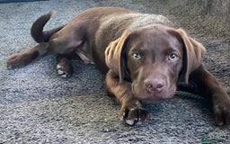 Labrador Retriever dogs for sale: Stunning 8 Month Old Chocolate Labrador For Sale - Image 2