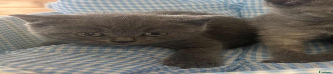 British Shorthair Kitten 1