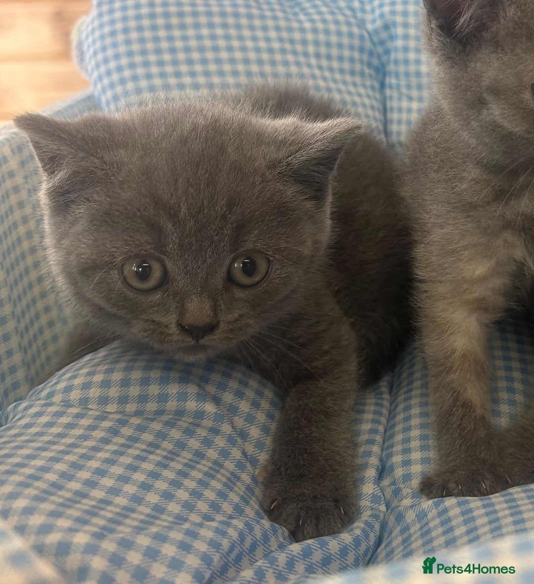 British Shorthair cats for sale: Beautiful cuddly, British short hair kittens  - Image 13