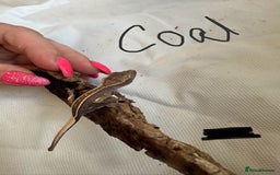 Gecko reptiles for sale: Baby crested geckos  - Image 9