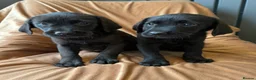 Goldador dogs for sale: Stunning black goldador puppies - Advert 3