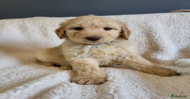 Labradoodle dogs - Advert 13