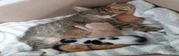 Mixed Breed cats for sale: 8 week old kittens. 2 boys 1 girl - Advert 28