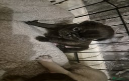 Pug dogs for sale: 4 beautiful pugs  - Image 22