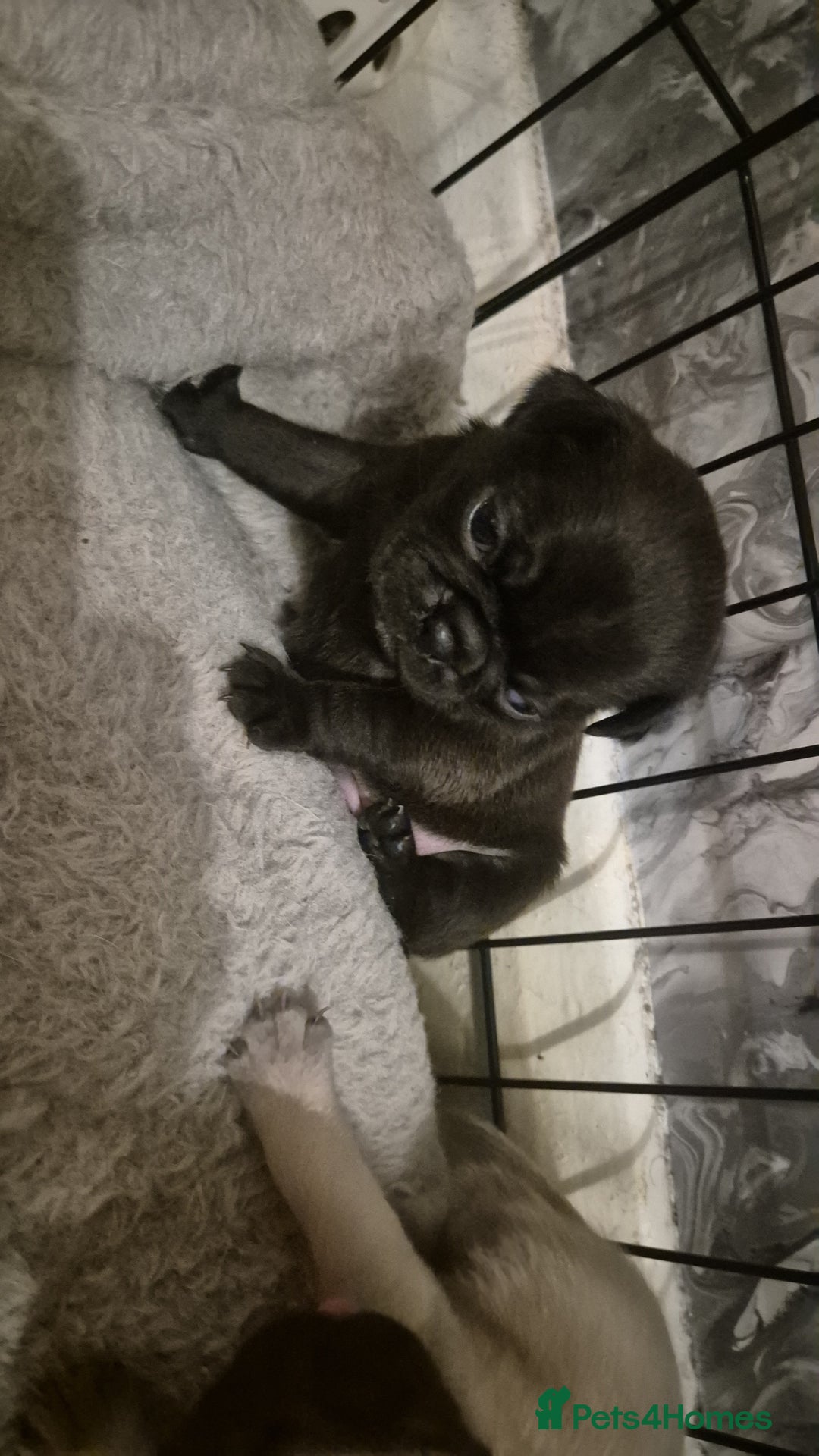 Pug dogs for sale: 4 beautiful pugs  - Image 22