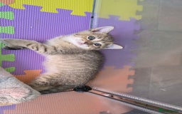 British Shorthair cats for sale: BRITISH SHORTHAIR KITTENS - Image 9