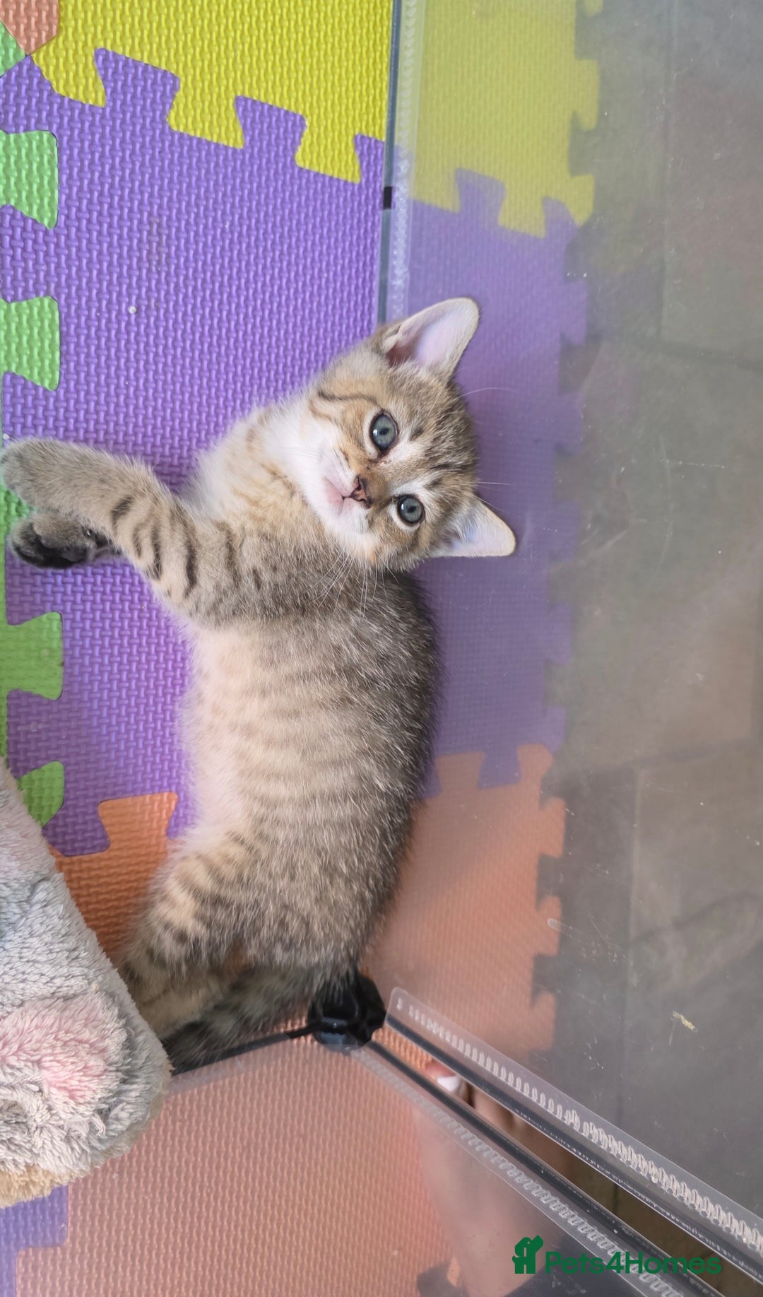 British Shorthair cats for sale: BRITISH SHORTHAIR KITTENS - Image 9
