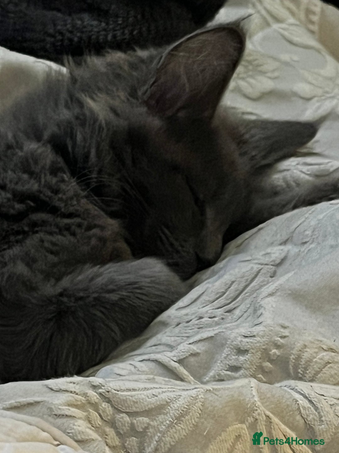 Maine Coon cats for sale: Atlas (Smokey Blue/Grey Maine Coon  - Image 7