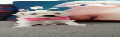 Bichon Frise 4