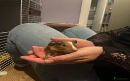Guinea Pig rodents for sale: Female Guniea pig 2x - Image 4