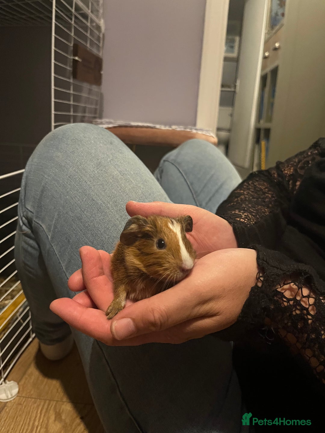 Guinea Pig rodents for sale: Female Guniea pig 2x - Image 4