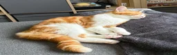 Mixed Breed cats for sale: Kitten Ginger Male Hand reared - Advert 3