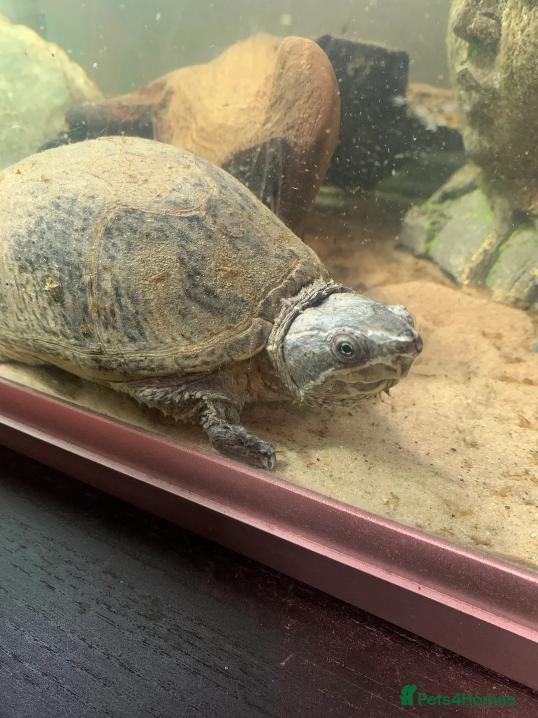 Turtle reptiles for sale: Musk Turtle including Tank and Filter in Walton-on-Thames - Advert 2