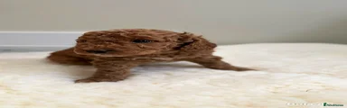 Cockapoo 3