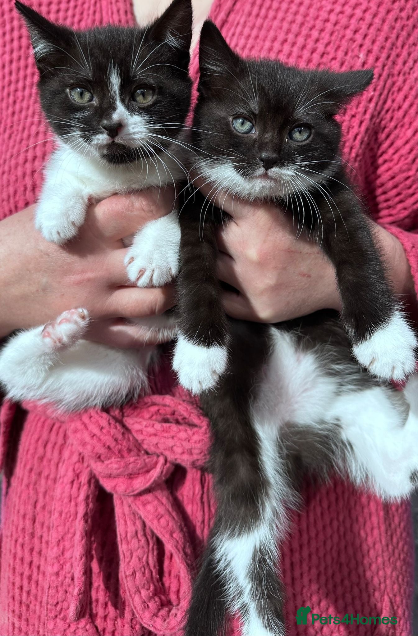 Domestic Shorthair cats Cats for sale or adoption  - Advert 7