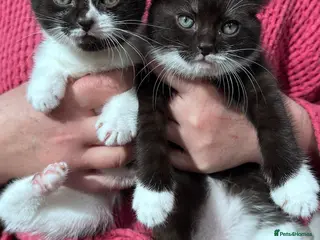 Domestic Shorthair cats Cats for sale or adoption - Advert 3