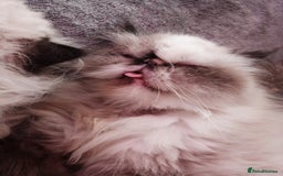 Persian cats for sale: Persian girl rehoming  - Image 3