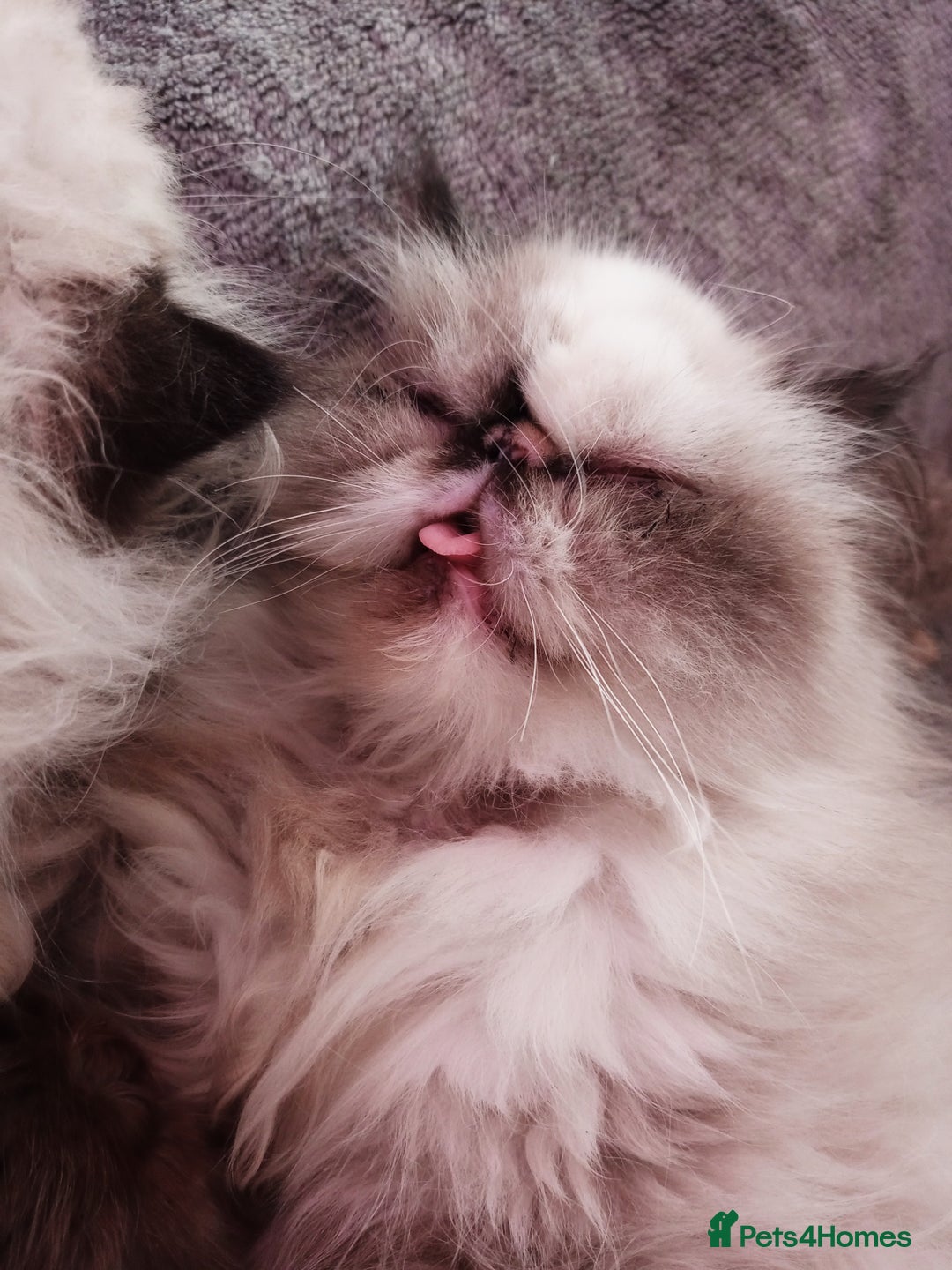 Persian cats for sale: Persian girl rehoming  - Image 3
