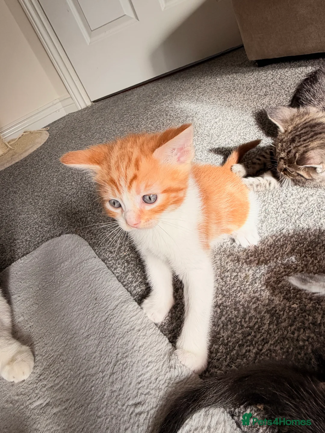 Mixed Breed cats for sale: Ragdoll x Domestic Shorthair Rare Coat Kittens ♥️ in Manchester - Advert 25