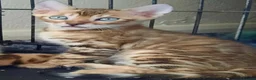 Bengal cats for sale: Stunning litter of brown rosetted Bengal cubs  - Advert 19