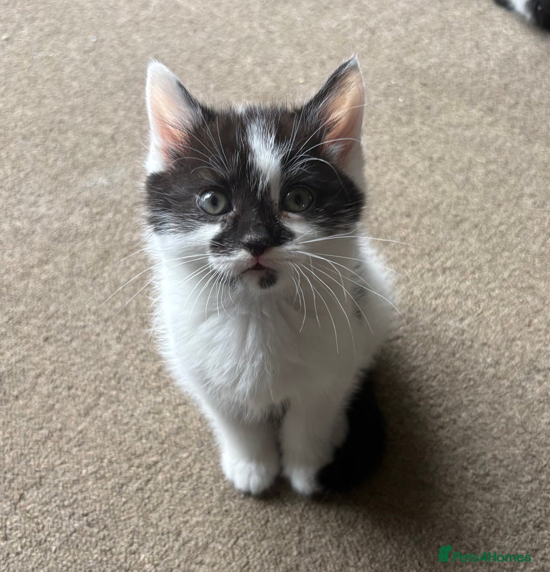 Mixed Breed cats for sale: Beautiful black/white/grey kittens for sale - Advert 4