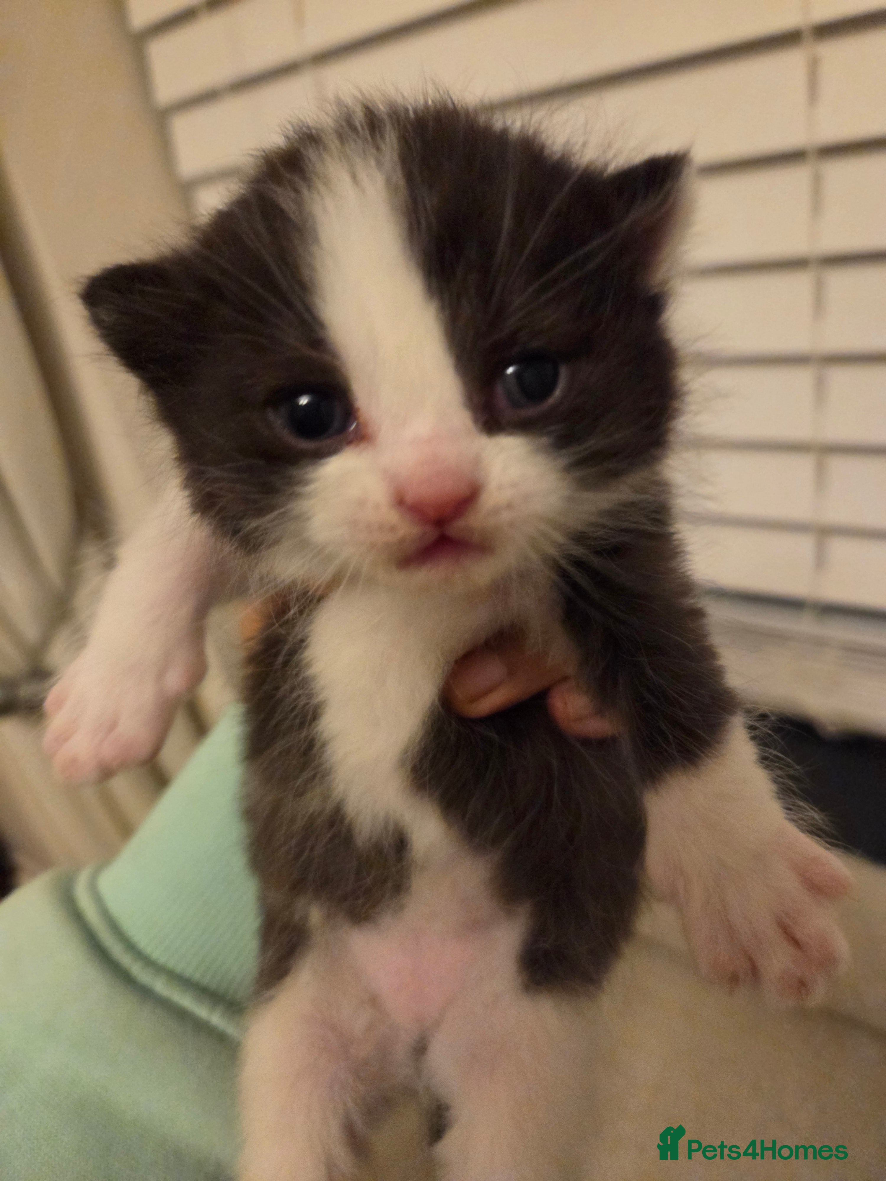 Mixed Breed cats Ragdoll/Persian x Siberian/bsh  - Advert 12