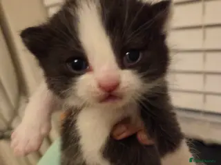 Mixed Breed cats Ragdoll/Persian x Siberian/bsh - Advert 12