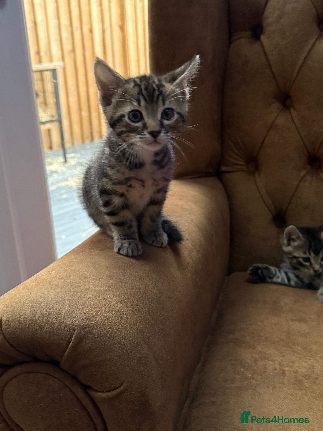 Bengal cats for sale: Bengal mixed  - Image 4