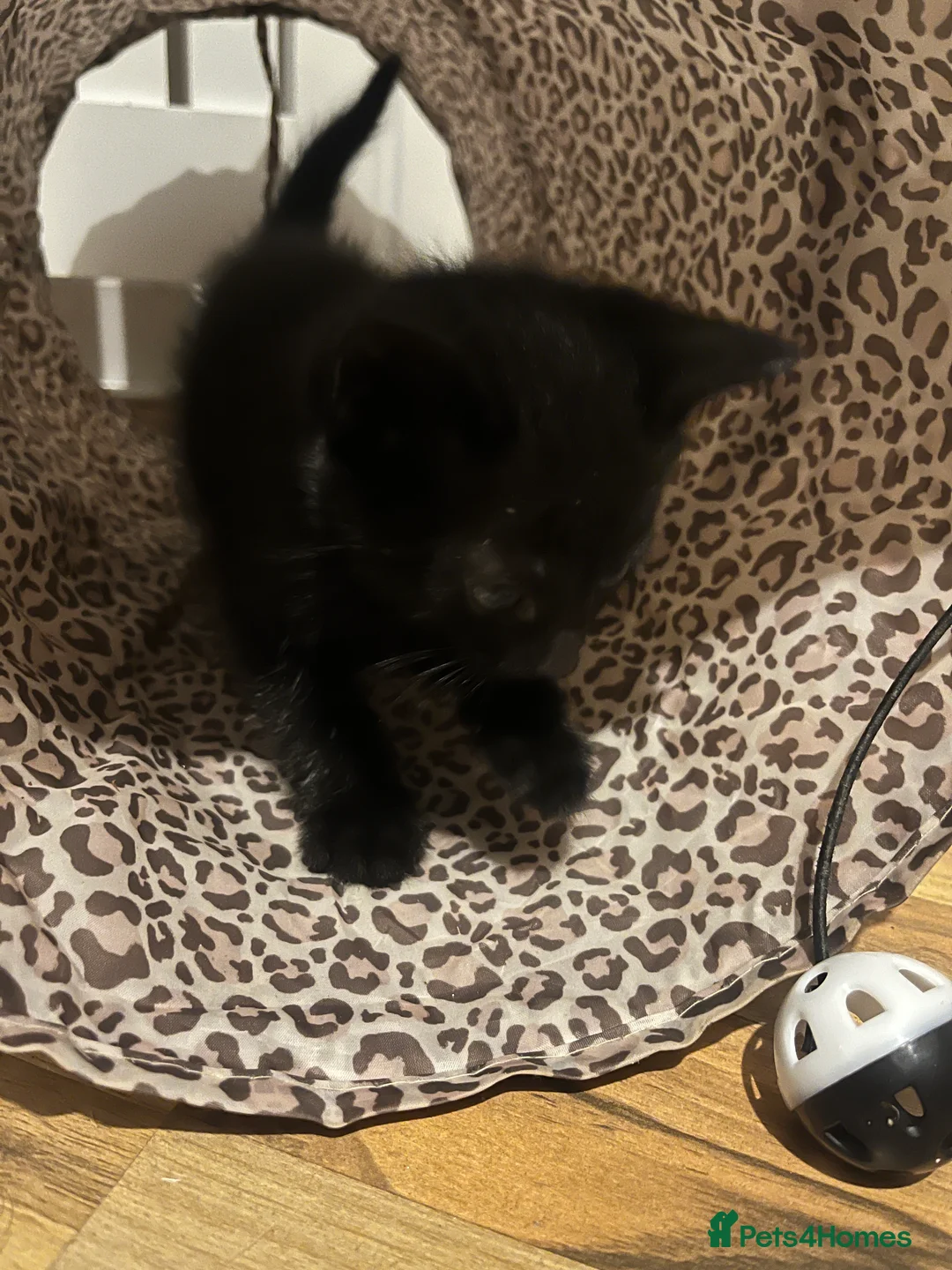 Mixed Breed cats for sale: 4 Gorgeous Friendly Male Kittens - Advert 6