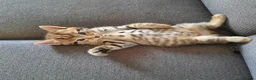 Mixed Breed cats for sale: Beautiful kittens - Advert 2