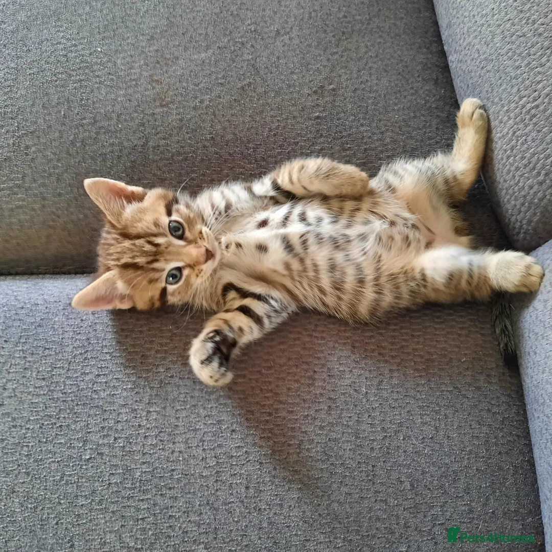 Mixed Breed cats for sale: Beautiful kittens - Advert 2