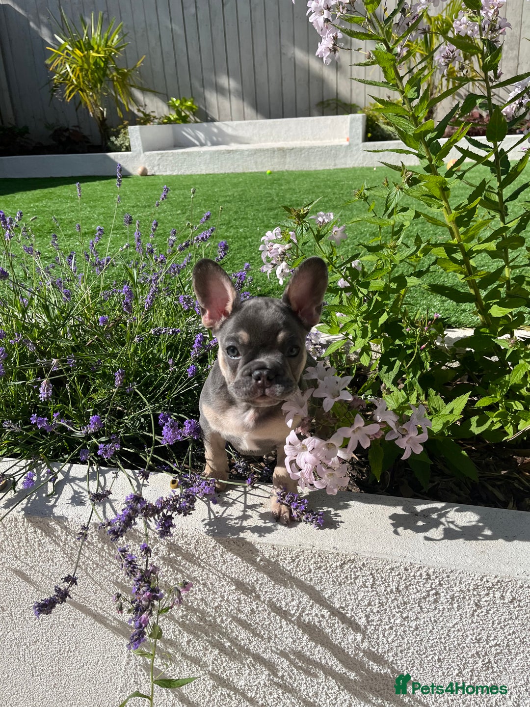 French Bulldog dogs for sale: 3 year old female French bulldog - Image 15