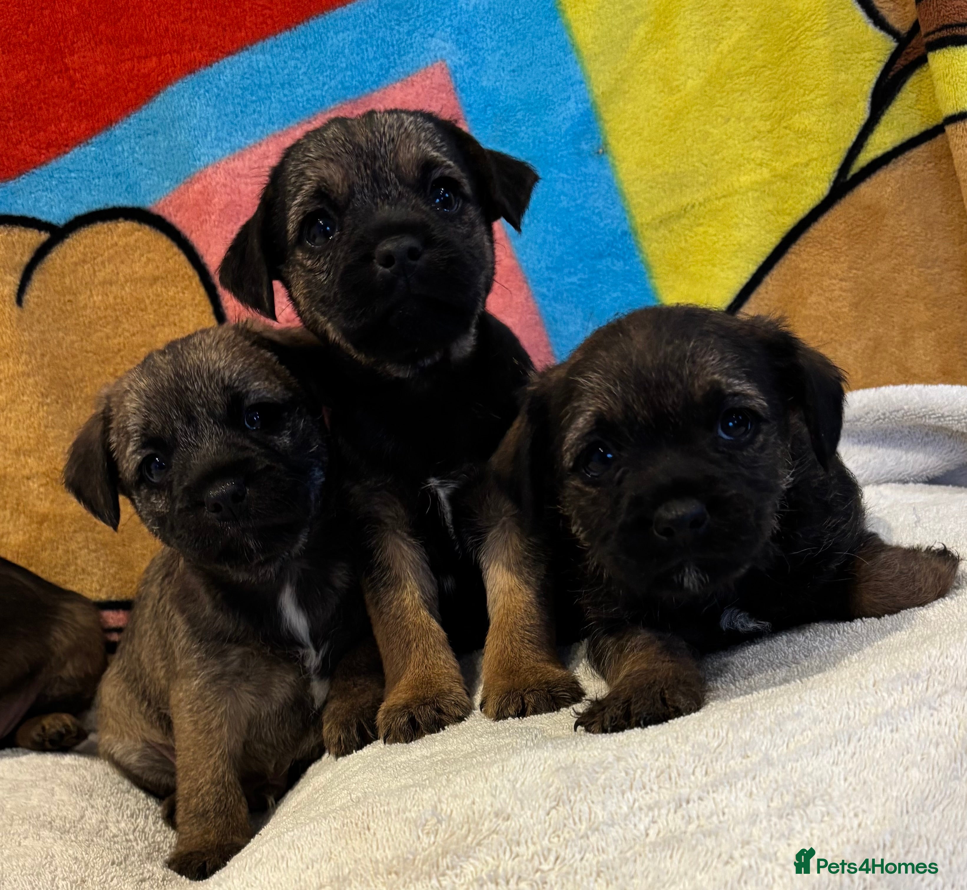 Border Terrier dogs Border terrier puppy’s ready now  - Advert 1