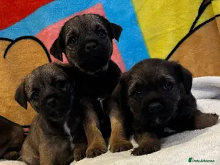 Border Terrier dogs Border terrier puppy’s ready now - Advert 1