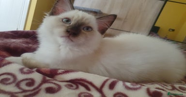 Ragdoll cats in Chatham - Advert 15