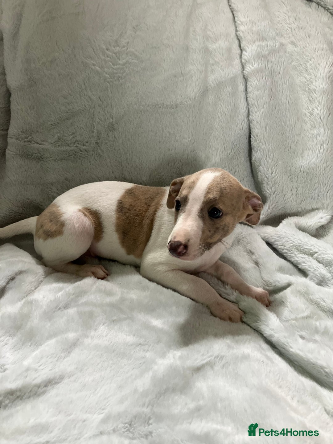 Whippet dogs for sale: Kc reg whippets  - Image 8