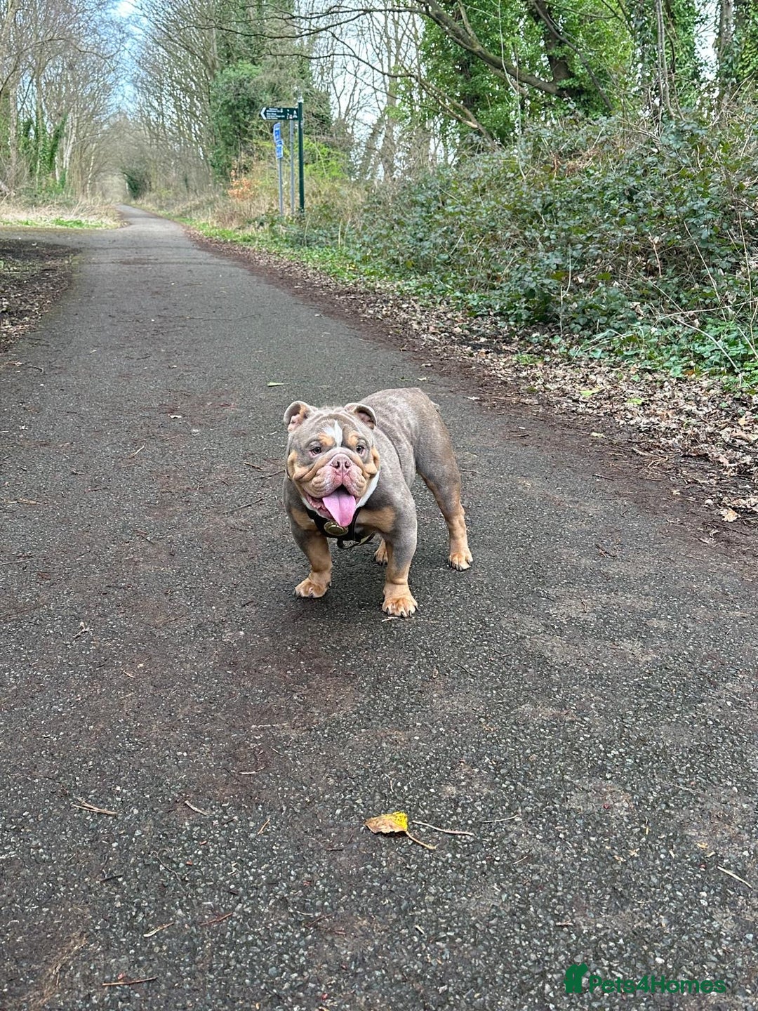 English Bulldog dogs for sale: Merle & choc tri English Bulldogs - Image 13