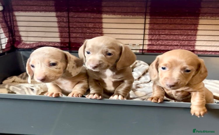 Miniature Dachshund dogs - Advert 11