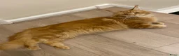 Maine Coon cats for sale: 2 Maine Coon Cats Seeking a Loving New Home - Advert 6