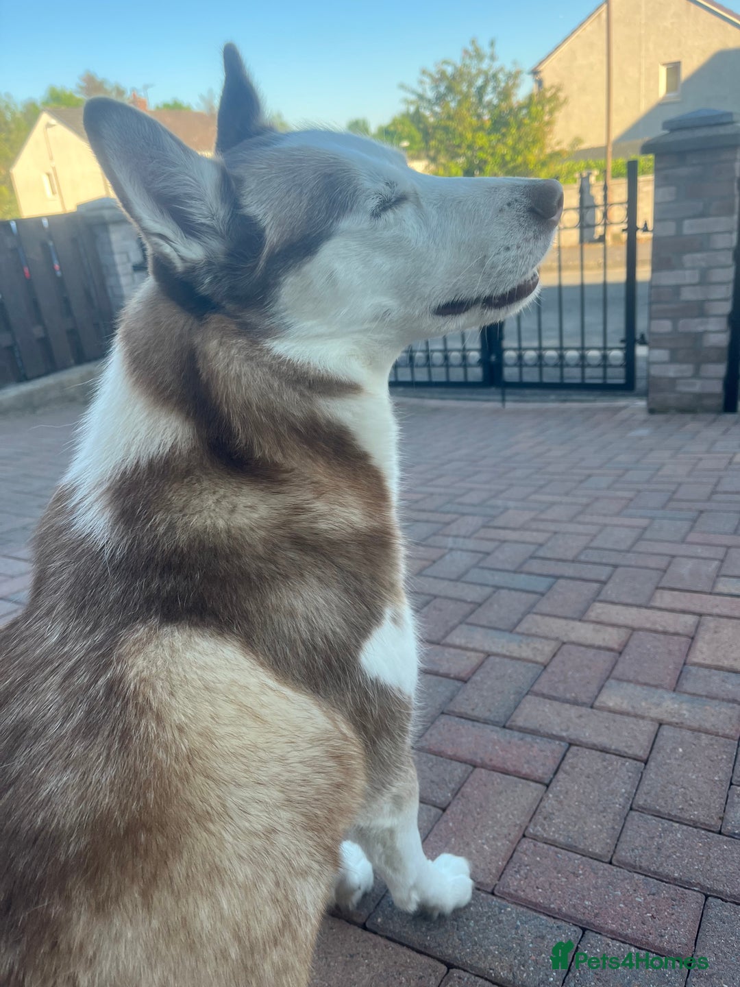 Siberian Husky dogs for sale: Siberian Husky puppies  - Advert 2