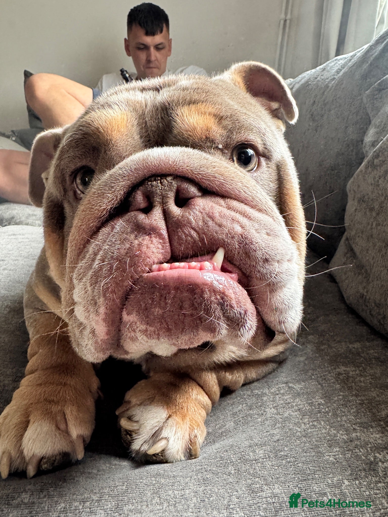 English Bulldog dogs Pig - English Bulldog - Advert 1